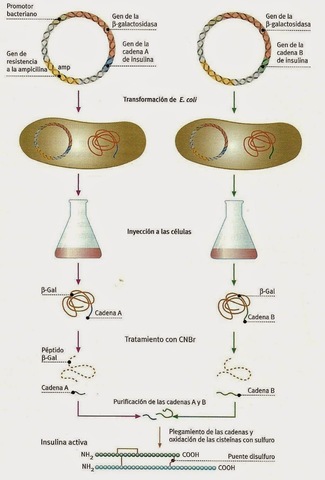Se clona el gen de la insulina