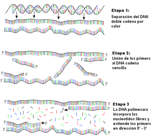 Tecnica del PCR
