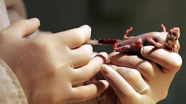 Primer Ratón transgenico