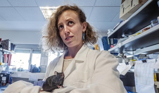 Curan en ratones diabetes II y obesidad con terapia genética