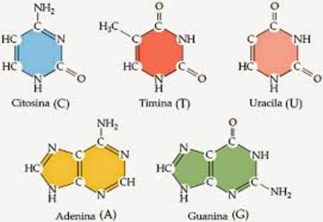 Descubrimiento de las bases nitrogenadas