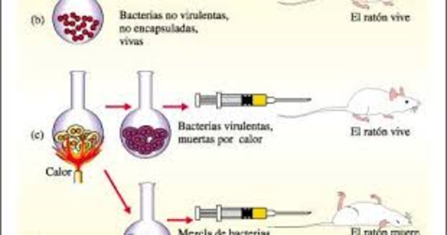 Se descubrió el “principio transformante" principio transformante”, que hoy se conoce como ADN.