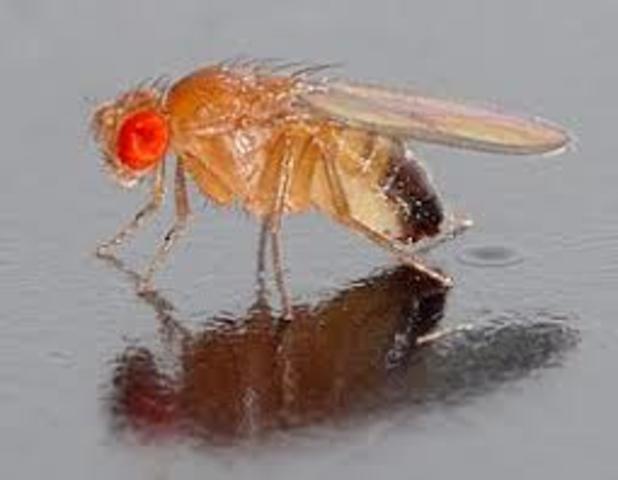 Secuenciación genoma Drosophila melanogaster