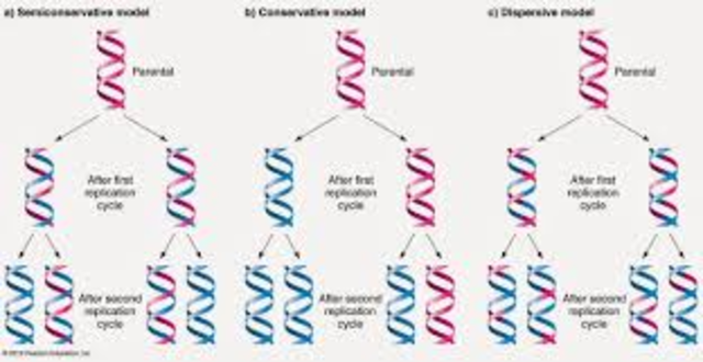 Se confirmó la replicación semiconservativa
