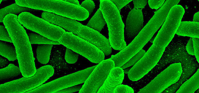 Se descubrieron los sistemas de restricción de las bacterias.