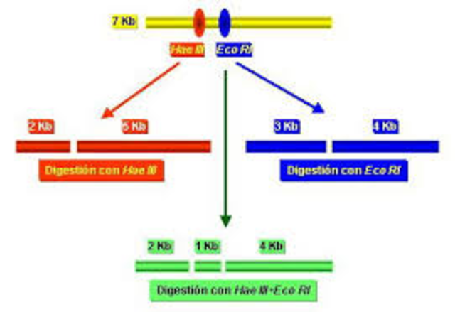 Se  elaboró el primer mapa de restricción del ADN