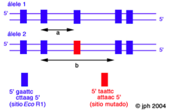 Se descubrió que un fragmento de restricción podía insertarse y ligarse a otro ADN cortado por la misma enzima