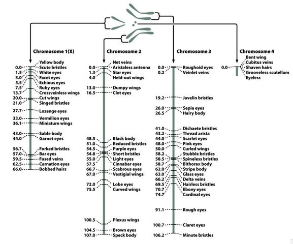 Drosophila Melanoganster
