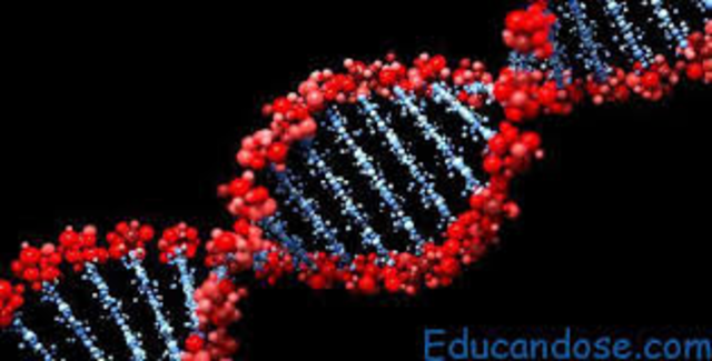 Se realizaron algunos experimentos para comprobar los mecanismos que utilizan las células para reparar el ADN