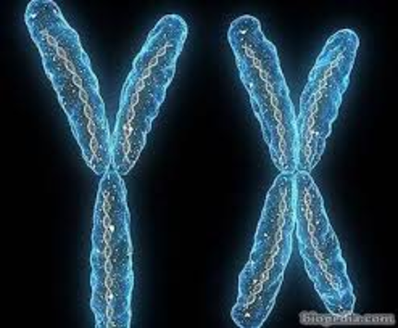 Se crea el primer cromosoma sintetico
