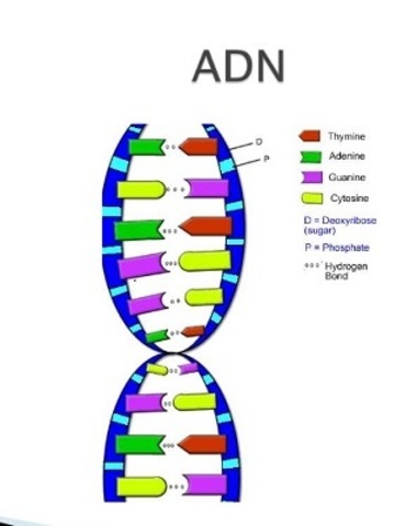 Se descubre nuevo método capaz de amplificar ADN a partir del genoma de una sola célula