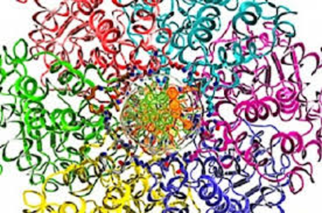 Se descubren las fallas causadas por el anillo de cohesina