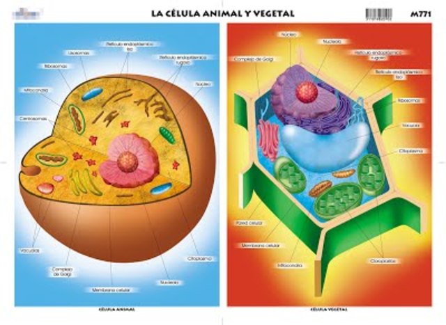 Aún se cree que el ADN es solo animal y el ARN solo vegetal, debido a sus resistencias a las temperaturas del ambiente.