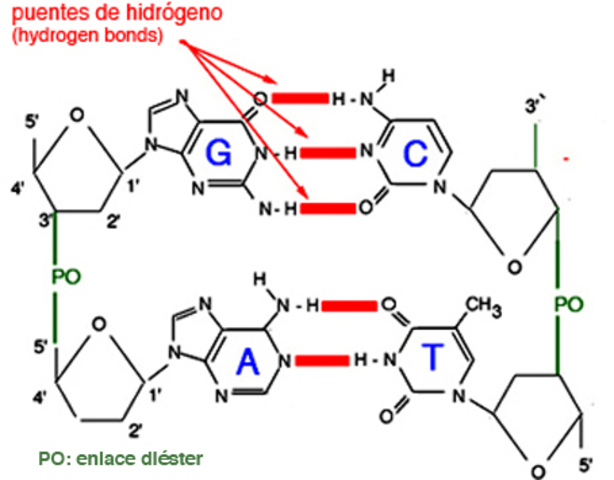 Edwin Chargaff publica observaciones sobre la composición de las bases nitrogenadas. Descubre que A+ G = C + T.