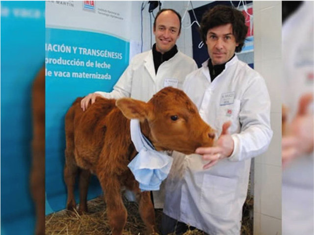 Crean vacas capaces de producir insulina
