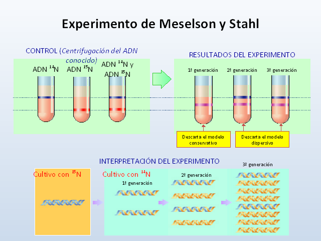 Meselson y Stahl demuestran que la replicación del ADN es semiconservativa.