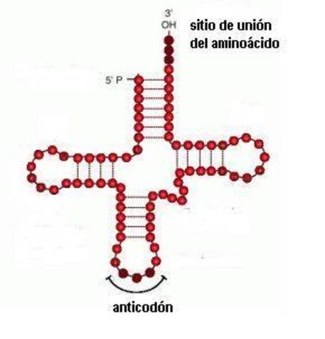 Hoagland y Zamecnick descubren que es el ARNt.