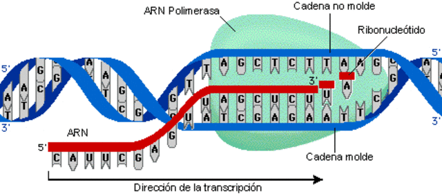 Hurtwitz y Weiss descubren la ARN polimerasa. Tambien, Kendrew y Max Perutz descifran la estructura 3D de hemoglobina y mioglobina.
