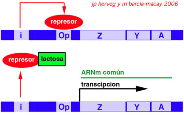 Mark Ptashne y Walter Gilbert identifican el primer gen represor.