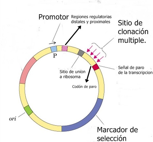 Se crean los YACs (vectores de clonación).