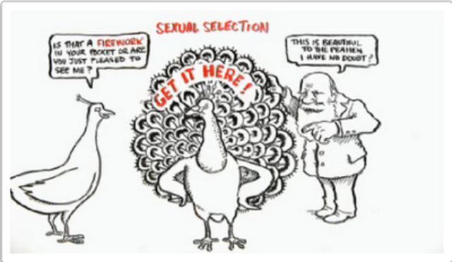 Charles Darwin's The Decent of Man, and Selection in Relation to Sex