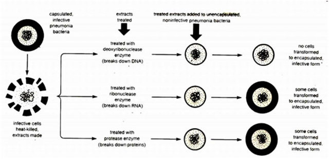 PRINCIPIO TRANSFORMADOR II