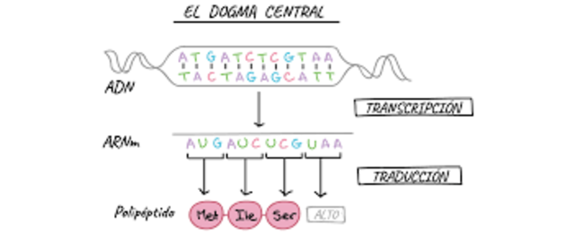 DOGMA BIOLOGÍA MOLECULAR