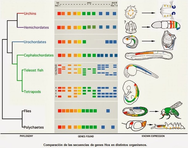 GEN QUE CODIFICA EL CUERPO