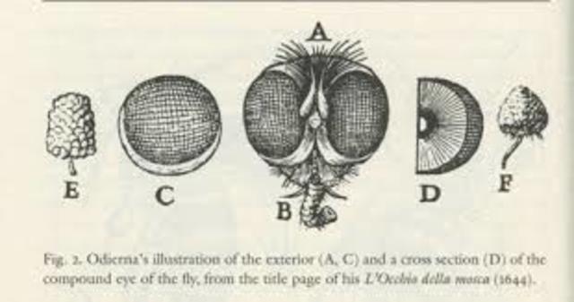 Primer reporte de la observación de un tejido