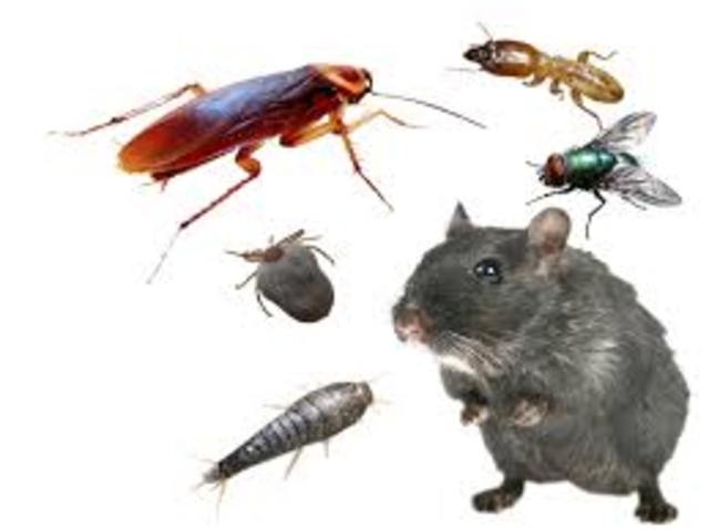 pest and black vomit, tuberculosis. Men an women cry their relatives