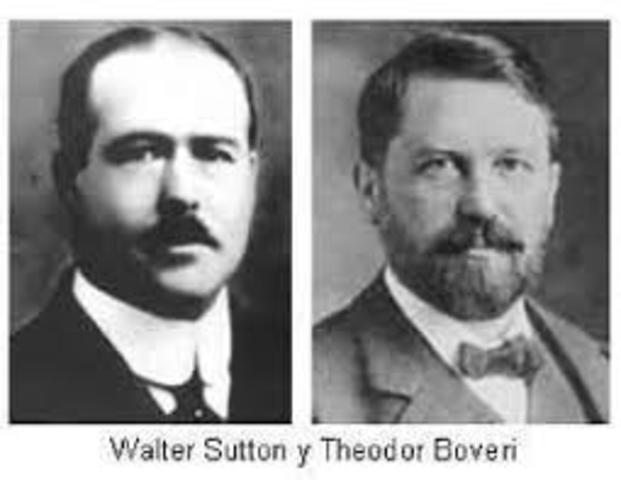Walter Sutton y Theodor Boveri