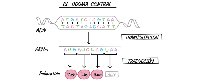 Dogma de la biología molecular.