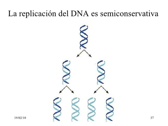 Mathew Stanley y Franklin Stahl