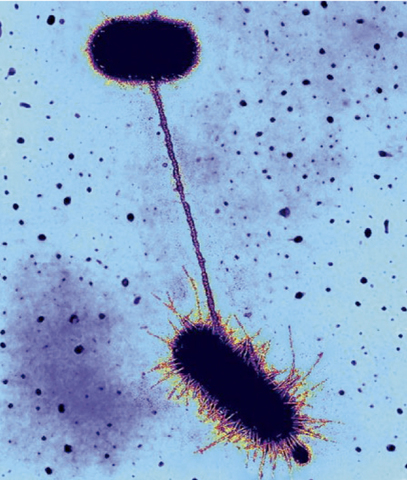 Joshua Lederberg y Edward Tatum