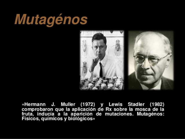 Hermann Muller y Lewis Stadler