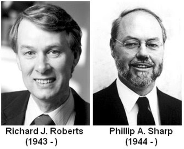 Richard J. Roberts y Phillips A. Sharps