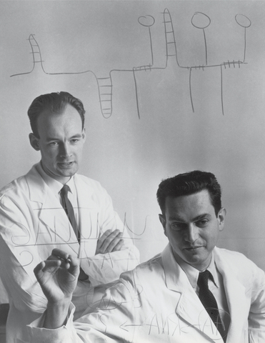 Heinrich Matthaei & Marshall Nirenberg