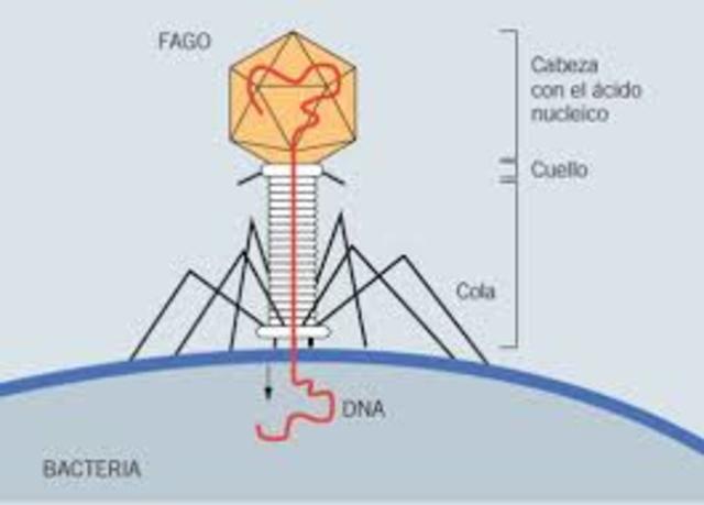 Alfred Herchey y Martha Chase