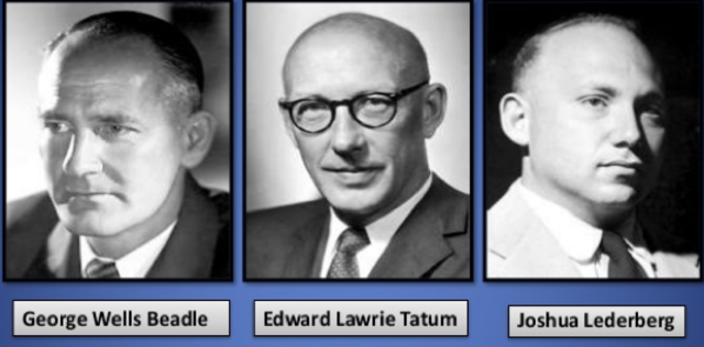 J. Lederberg,George Wells Beadle  y Edward Lawrie Tatum