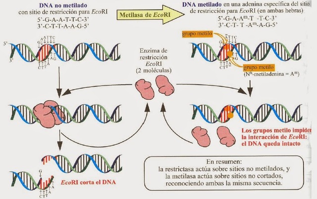 Hamilton Smith, Daniel Nathans, Werner Arber