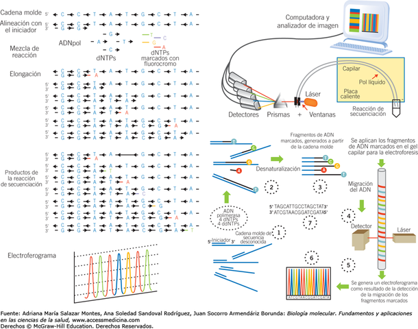 Se realiza la primera patente en EE.UU. de una técnica para recombinación genética