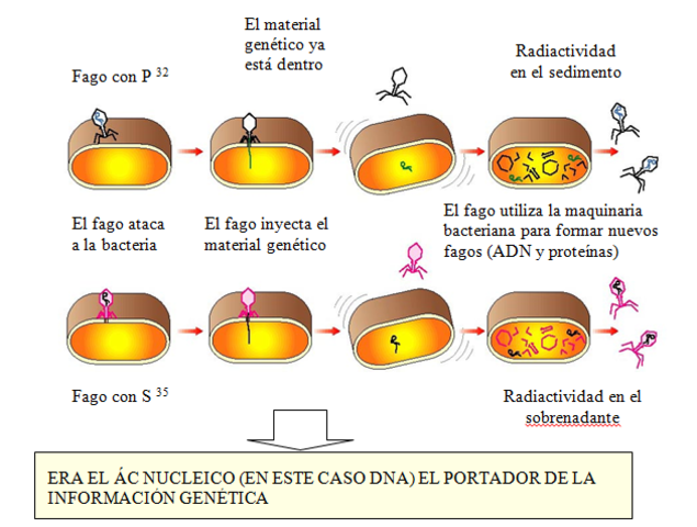Experimento de Hershey Chase