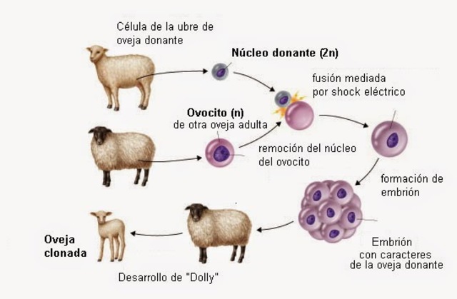 Clonacion del primer mamifero.