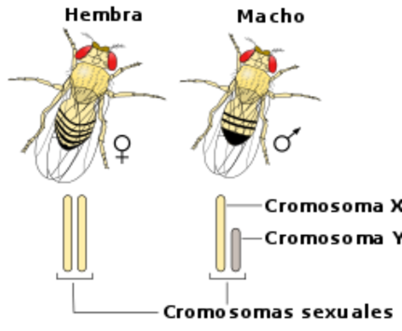 Drosophila Melanogaster