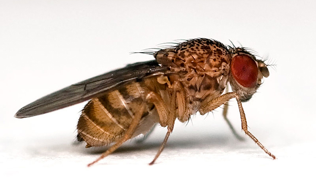 Genoma de Drosophila melanogaster