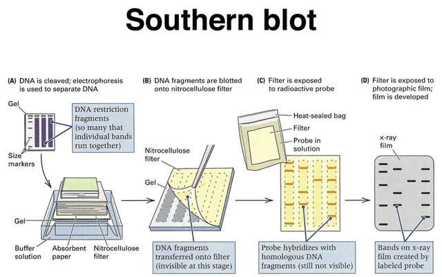 Southern Blot