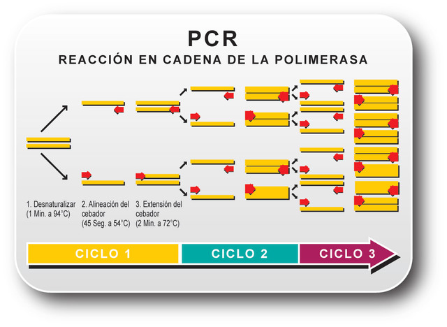 Invención de la PCR
