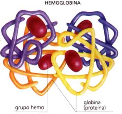 Primeras estructuras tridimensionales de la hemoglobina y mioglobina