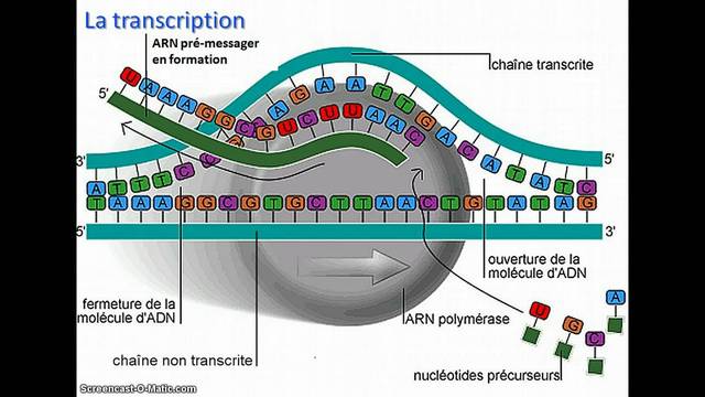 Formulación del concepto de ARNm