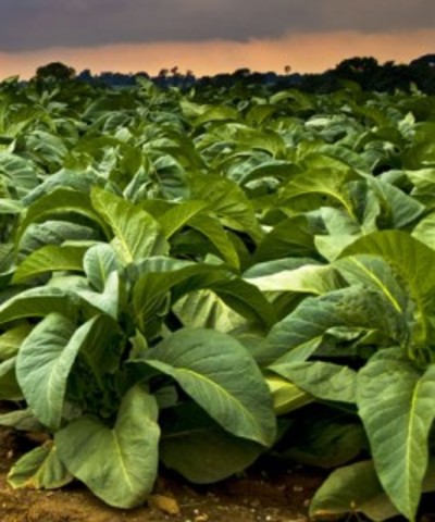 Plantas transgénicas.